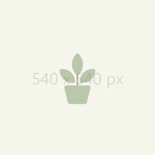 540 × 540 px